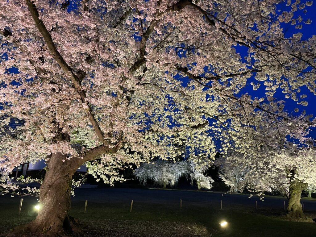 二条城の夜桜