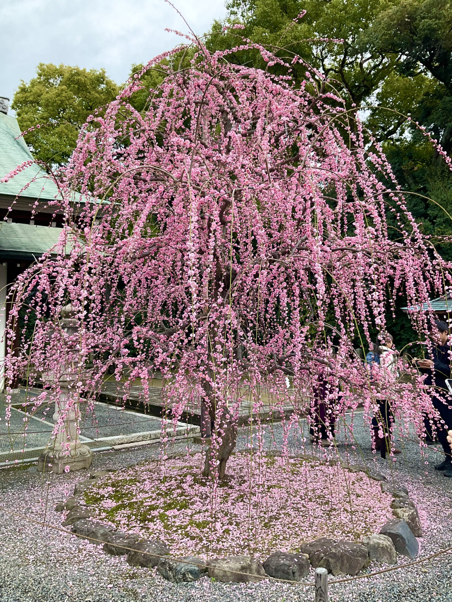 境内のしだれ梅