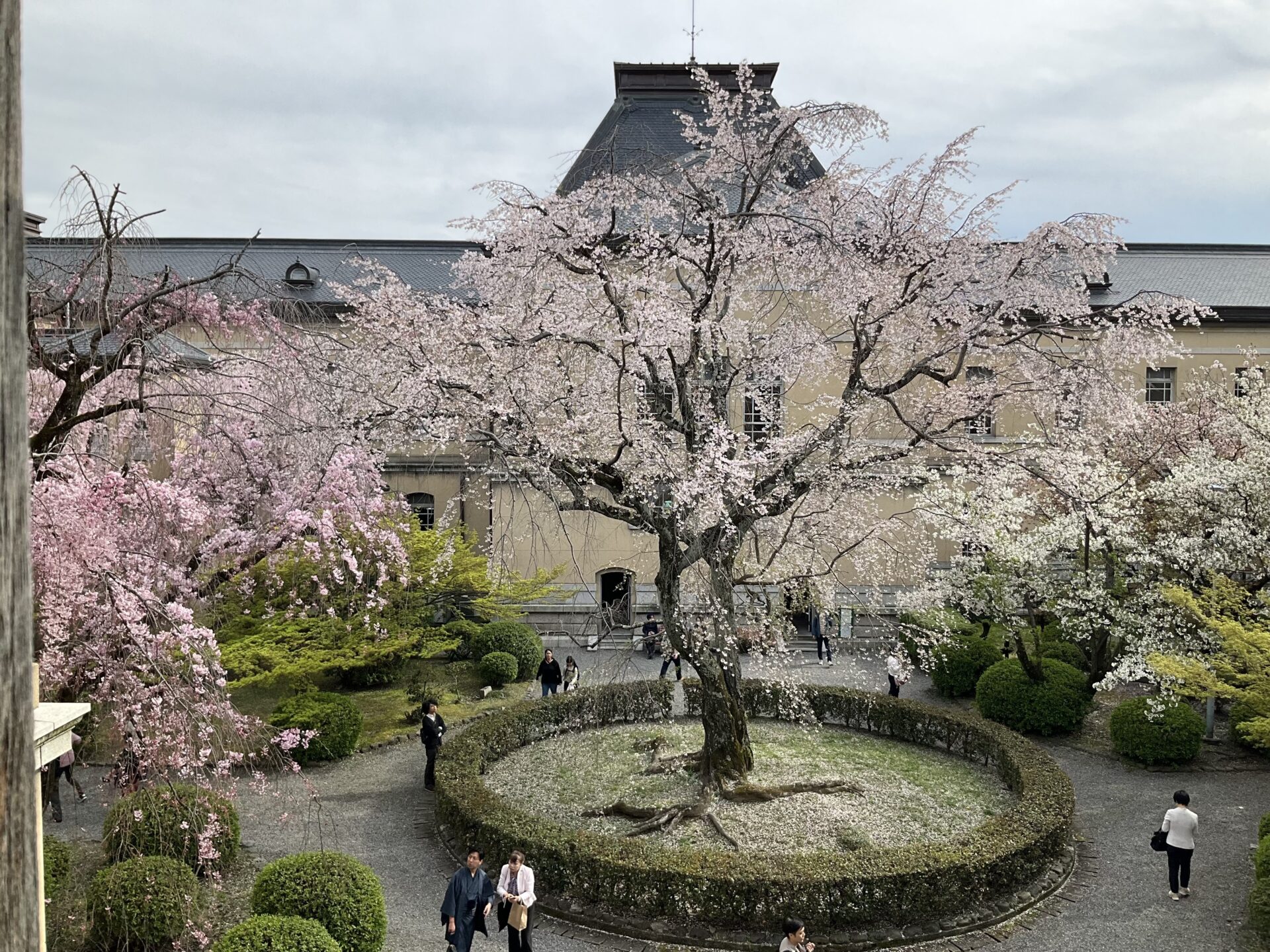 祇園しだれ桜