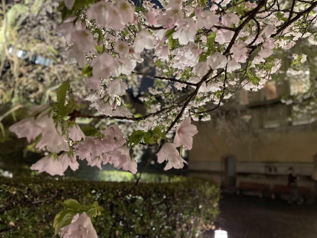京都府庁旧本館　夜桜