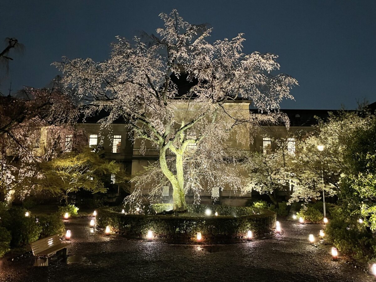 京都府庁旧本館　夜桜